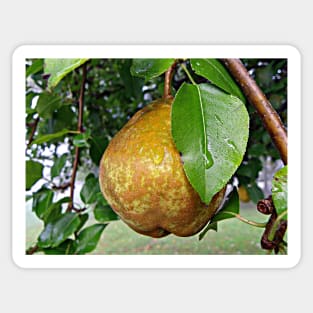 Pear & Raindrops Autumn Fruit Tree Photograph, Beautiful Nature Fall Art Sticker